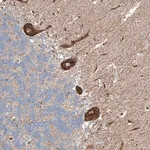 Merck Anti-RUSC1 antibody produced in rabbit