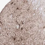 Merck Anti-C1orf74 antibody produced in rabbit