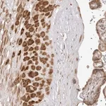 Merck Anti-ZBED6 antibody produced in rabbit