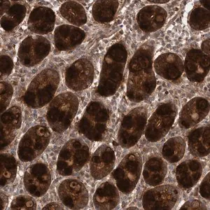 Merck Anti-FLAD1 antibody produced in rabbit