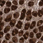 Merck Anti-FLAD1 antibody produced in rabbit