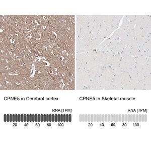 Merck Anti-CPNE5 antibody produced in rabbit