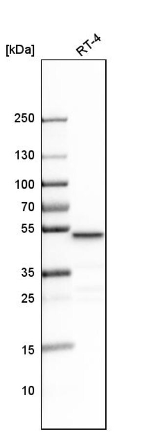 Merck Anti-LCOR antibody produced in rabbit