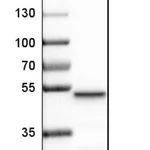Merck Anti-LCOR antibody produced in rabbit