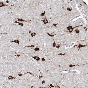 Merck Anti-FAM83B antibody produced in rabbit
