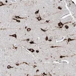 Merck Anti-FAM83B antibody produced in rabbit