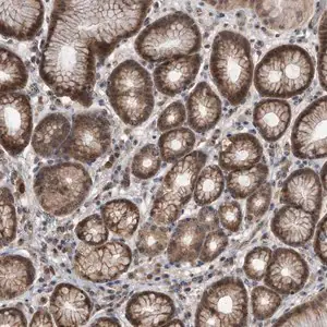 Merck Anti-PELO antibody produced in rabbit