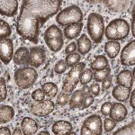 Merck Anti-PELO antibody produced in rabbit