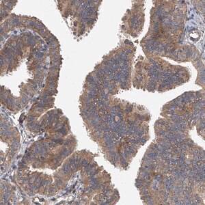 Merck Anti-EXOC4 antibody produced in rabbit