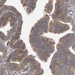 Merck Anti-EXOC4 antibody produced in rabbit