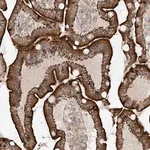 Merck Anti-MTUS2 antibody produced in rabbit