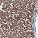 Merck Anti-NHS antibody produced in rabbit