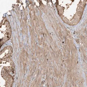 Merck Anti-CAPZB antibody produced in rabbit