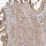 Merck Anti-CAPZB antibody produced in rabbit