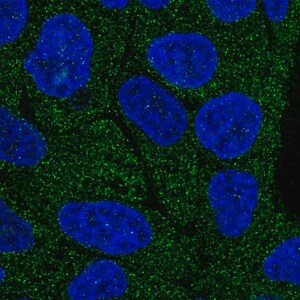 Merck Anti-LRRC1 antibody produced in rabbit
