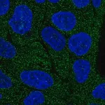 Merck Anti-LRRC1 antibody produced in rabbit