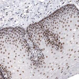 Merck Anti-WRAP73 antibody produced in rabbit