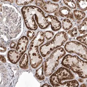 Merck Anti-MPZL1 antibody produced in rabbit