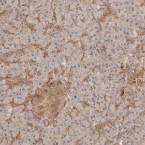 Merck Anti-CLDN12 antibody produced in rabbit