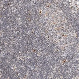 Merck Anti-C1orf162 antibody produced in rabbit