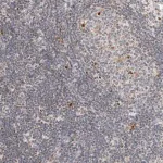 Merck Anti-C1orf162 antibody produced in rabbit