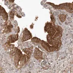 Merck Anti-ARL5A antibody produced in rabbit