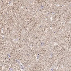 Merck Anti-KCNJ12 antibody produced in rabbit