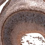 Merck Anti-ATOH7 antibody produced in rabbit