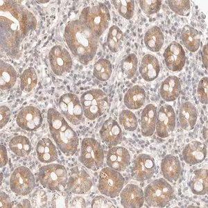 Merck Anti-ASCL3 antibody produced in rabbit
