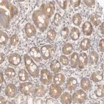 Merck Anti-ASCL3 antibody produced in rabbit