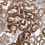 Merck Anti-WNT16 antibody produced in rabbit