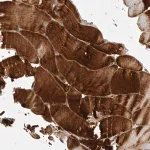 Merck Anti-GPR31 antibody produced in rabbit