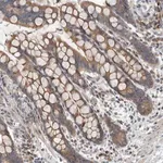 Merck Anti-TMEM199 antibody produced in rabbit