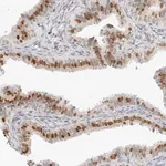 Merck Anti-SPIDR antibody produced in rabbit