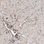 Merck Anti-JMJD4 antibody produced in rabbit