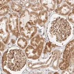 Merck Anti-GORAB antibody produced in rabbit