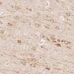 Merck Anti-UBXN10 antibody produced in rabbit