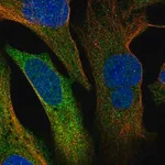 Merck Anti-ERRFI1 antibody produced in rabbit