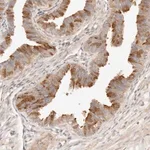 Merck Anti-UBXN10 antibody produced in rabbit