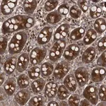 Merck Anti-FLAD1 antibody produced in rabbit