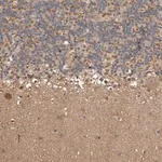 Merck Anti-KIF26B antibody produced in rabbit