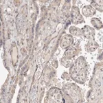 Merck Anti-ADAMTS9 antibody produced in rabbit