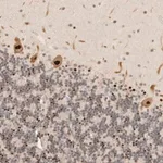 Merck Anti-GPBP1L1 antibody produced in rabbit