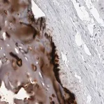 Merck Anti-MATN1 antibody produced in rabbit