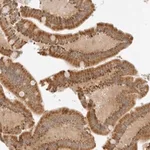 Merck Anti-IQCC antibody produced in rabbit