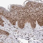 Merck Anti-RBM34 antibody produced in rabbit
