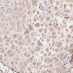 Merck Anti-ADAMTS9 antibody produced in rabbit
