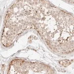 Merck Anti-GPR156 antibody produced in rabbit