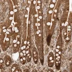 Merck Anti-PRRC2C antibody produced in rabbit