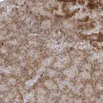 Merck Anti-PIP4K2C antibody produced in rabbit